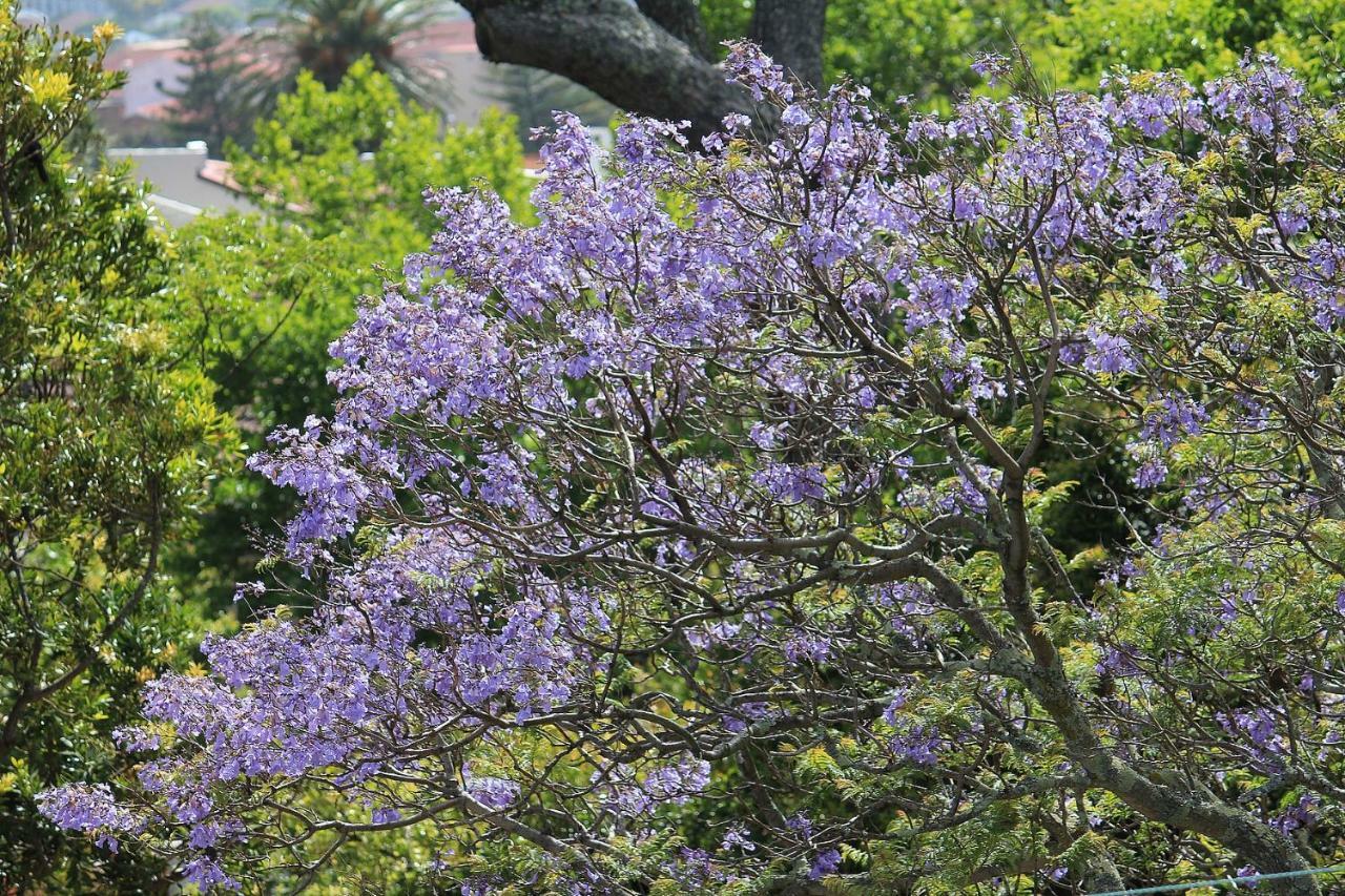 De Tafelberg Guesthouse كيب تاون المظهر الخارجي الصورة